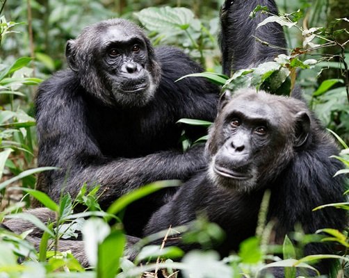 Gorilla Trekking and Chimpanzee Tracking Safaris