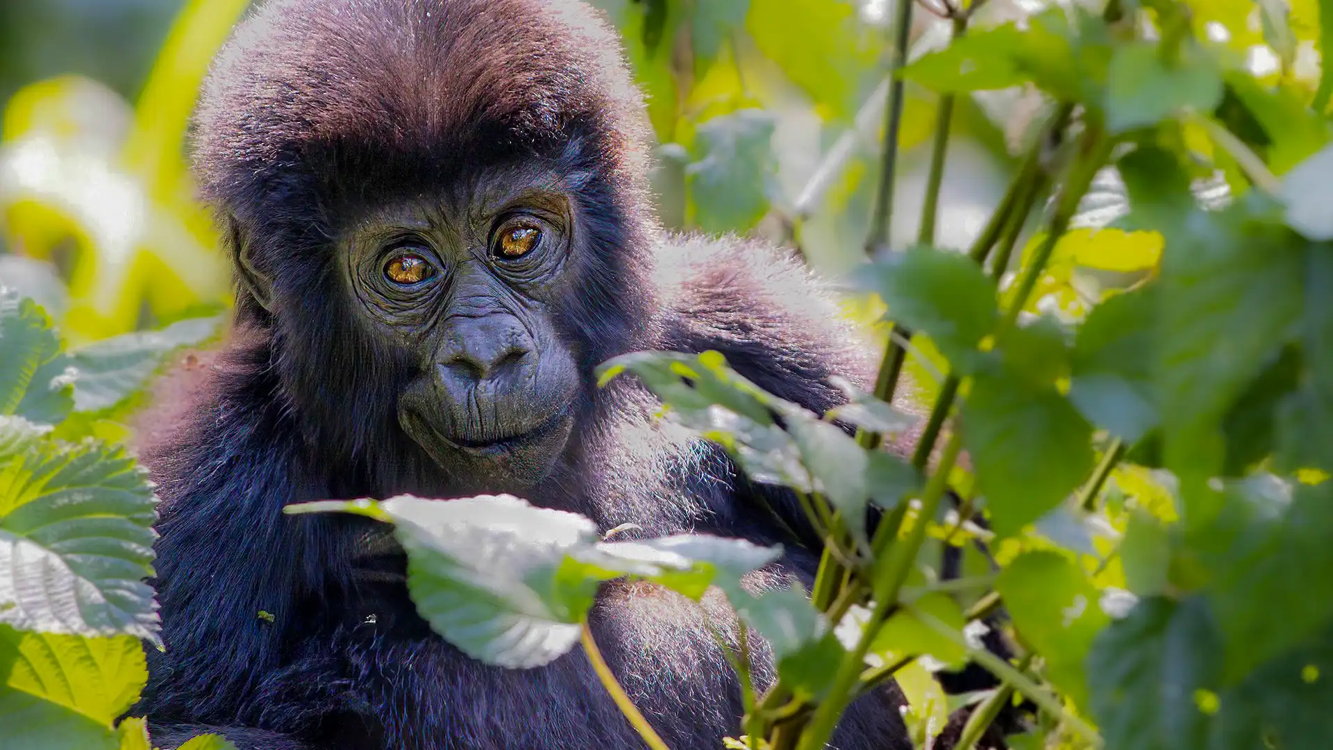 best-gorilla-trekking-packages-from-kigali