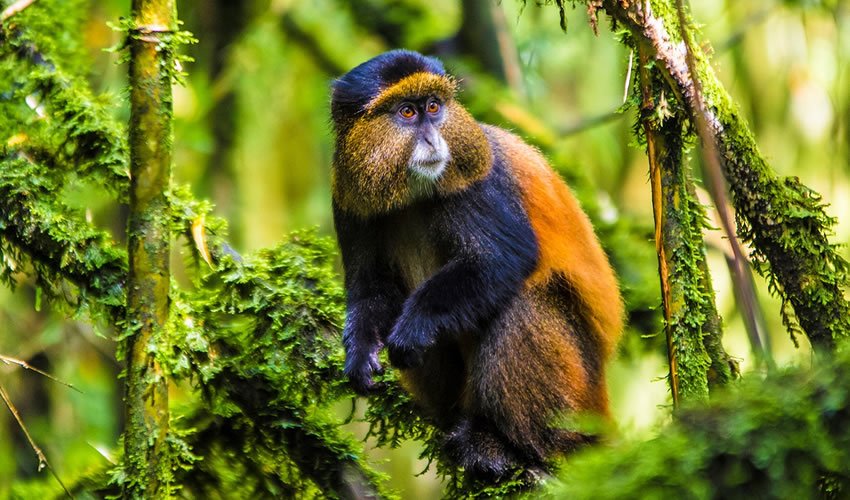 Golden Monkey Trekking in Mgahinga