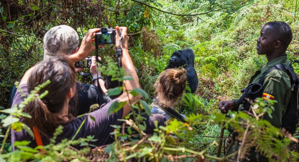 uganda gorilla safari