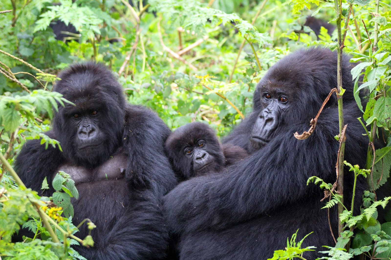 best-time-to-visit-uganda-for-gorilla-safaris