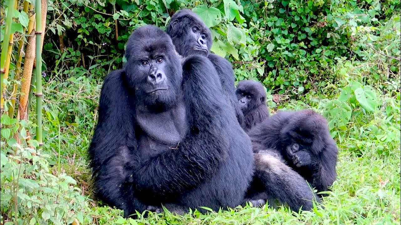 Gorilla Trekking Travel Mistakes to Avoid