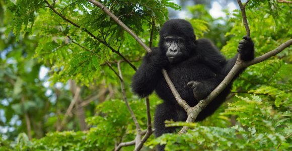 Gorilla Trekking in Ruhija Sector