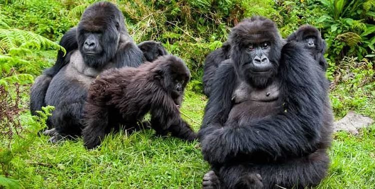 why tourists love gorilla trekking in uganda