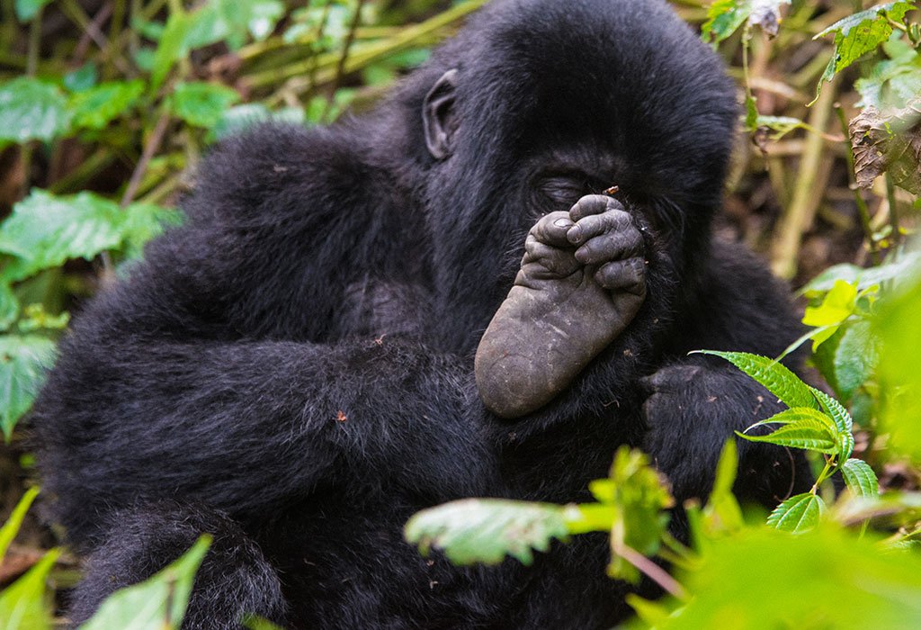 What Makes Gorilla Trekking a Once-in-a-Lifetime Experience