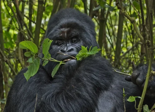 gorilla-trekking-in-nkuringo-sector
