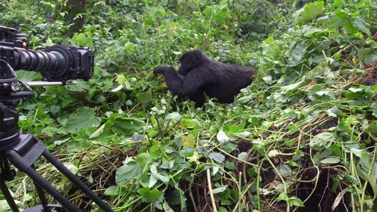 Best Camera Gear for Gorilla Trekking
