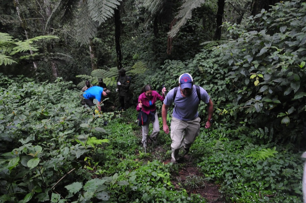 Best Hiking Trails Near Bwindi
