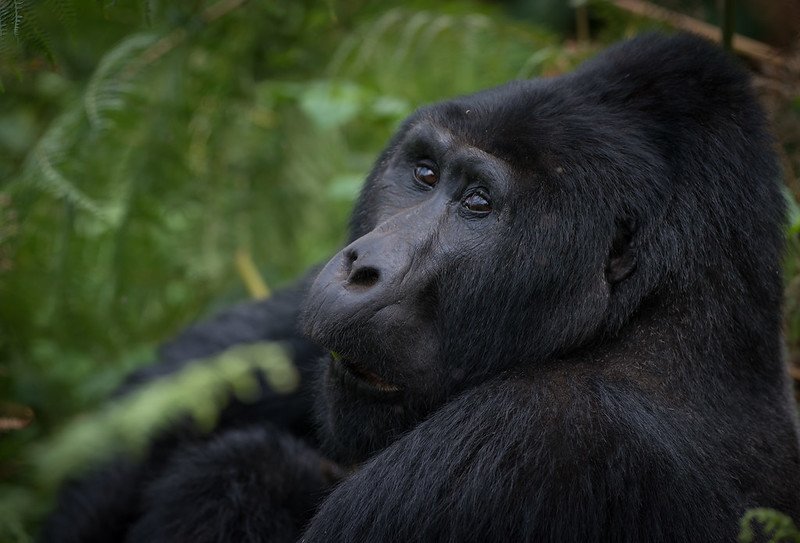 How Difficult Is Gorilla Trekking?