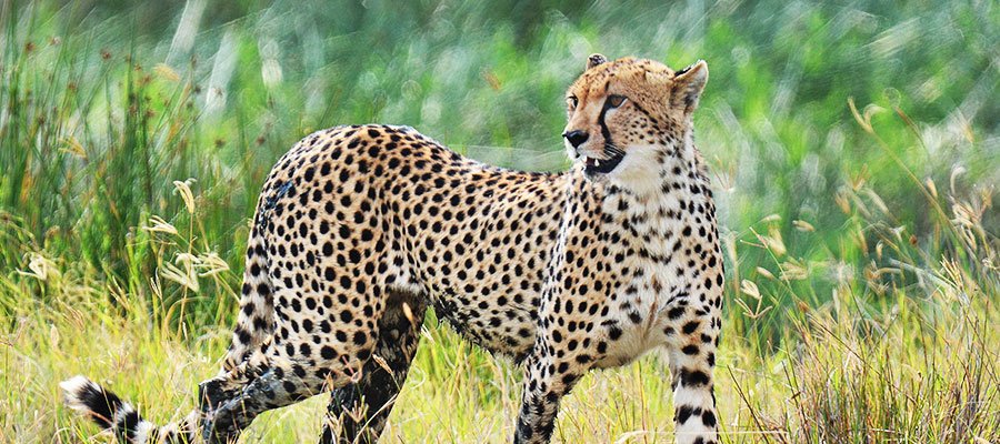 how-to-plan-a-last-minute-safari-in-uganda