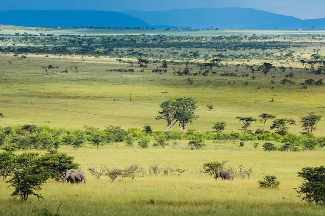 why-uganda-is-a-hidden-safari-gem