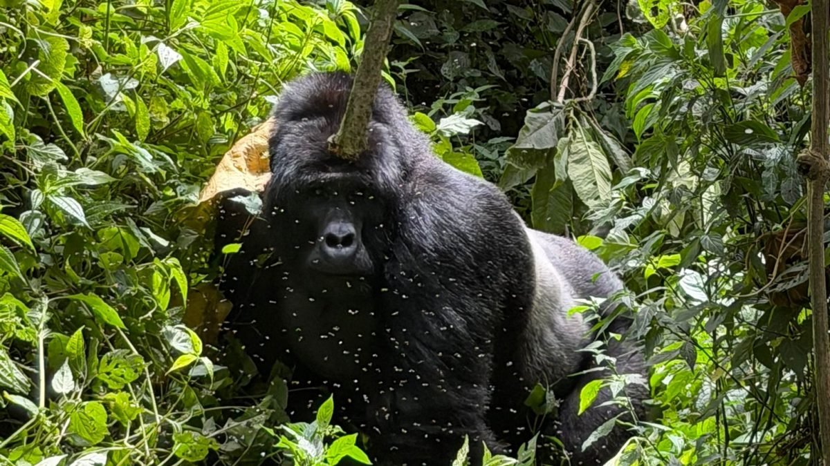 Sustainable Tourism and Gorilla Conservation