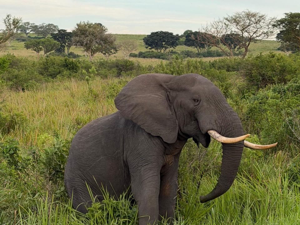 Gorilla Trekking and Serengeti Safari Packages