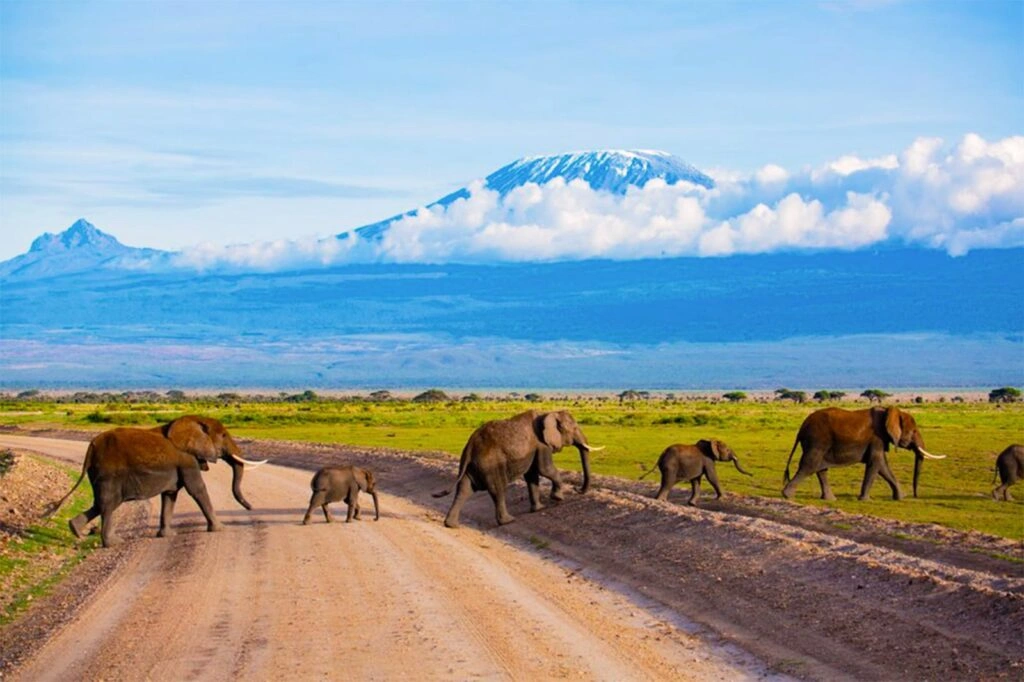 Amboseli National Park Safaris