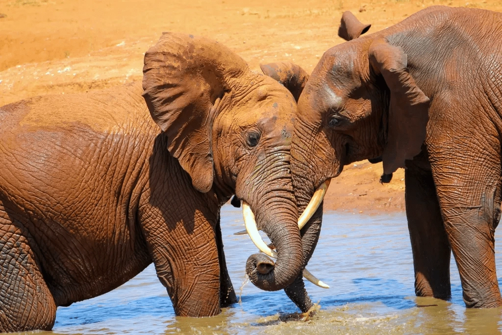 Best African Safari Destinations for Wildlife