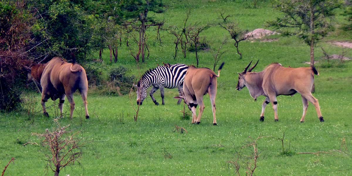 lake-mburo-national-park-safari