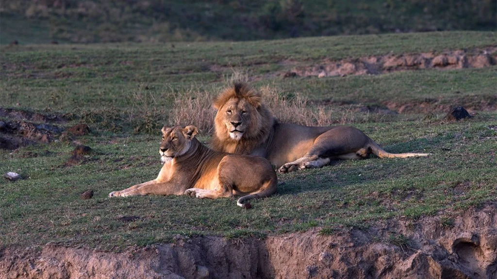 Ngorongoro Crater Wildlife Tours