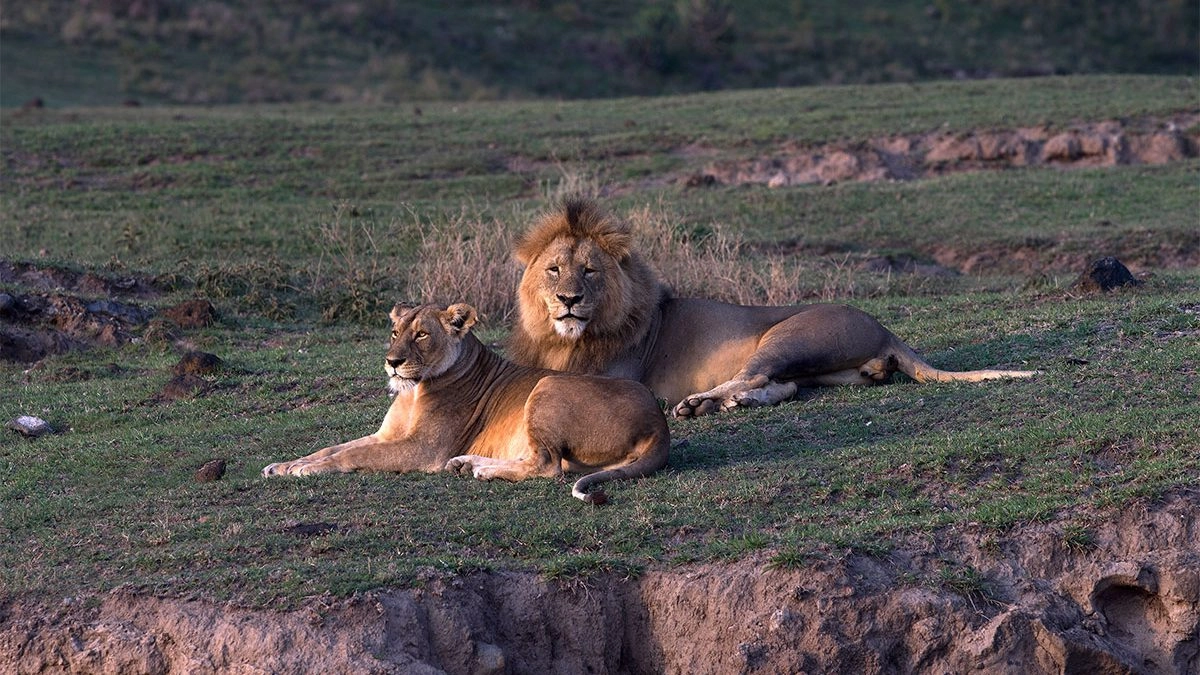 Ngorongoro Crater Wildlife Tours