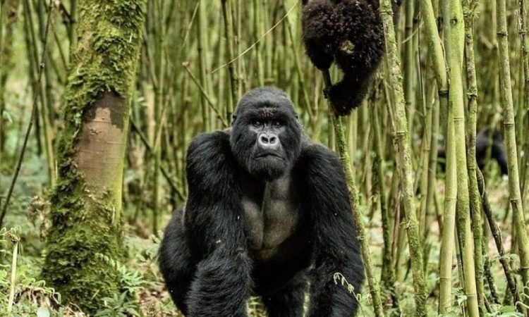 Rules And Regulations For Gorilla Trekking