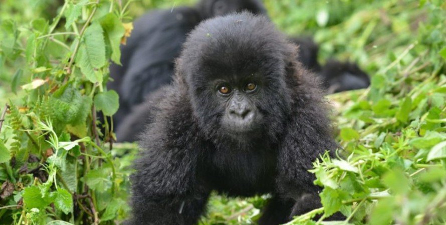 The Role of Rangers in Gorilla Trekking