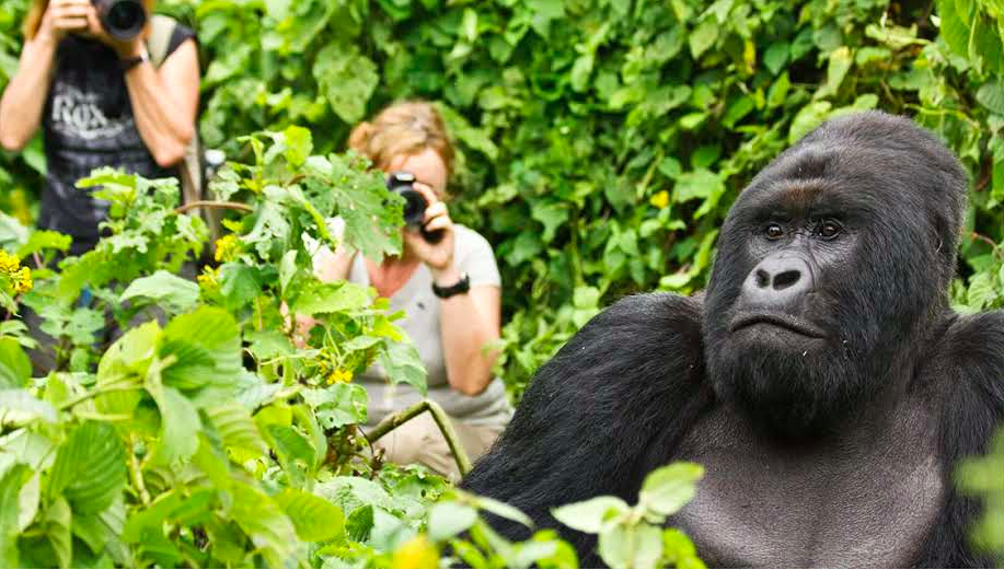 Gorilla Trekking FAQs for Travelers