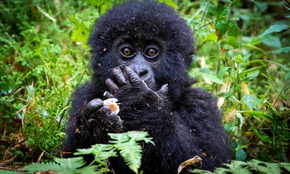How Gorilla Trekking Permits Work