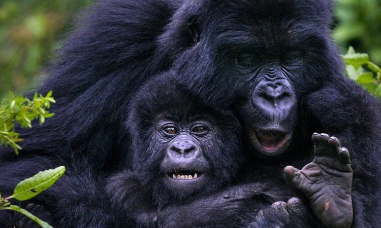 gorilla-trekking-in-january-and-february