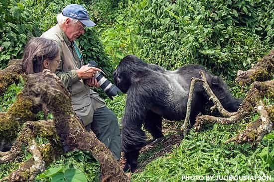Gorilla Trekking in December