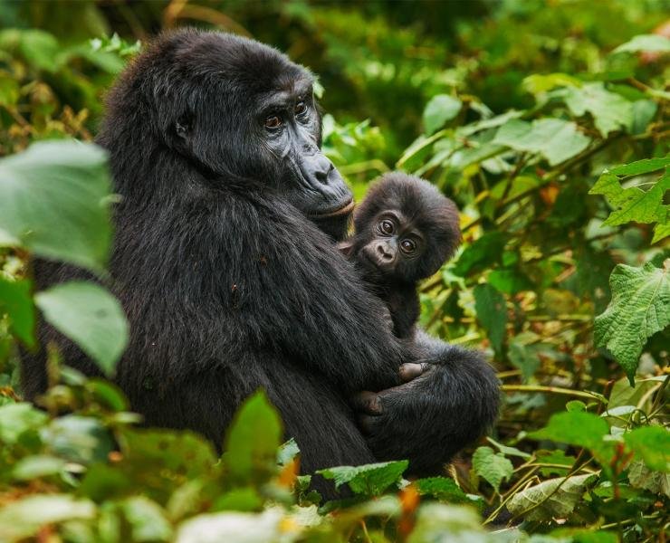 gorilla safari