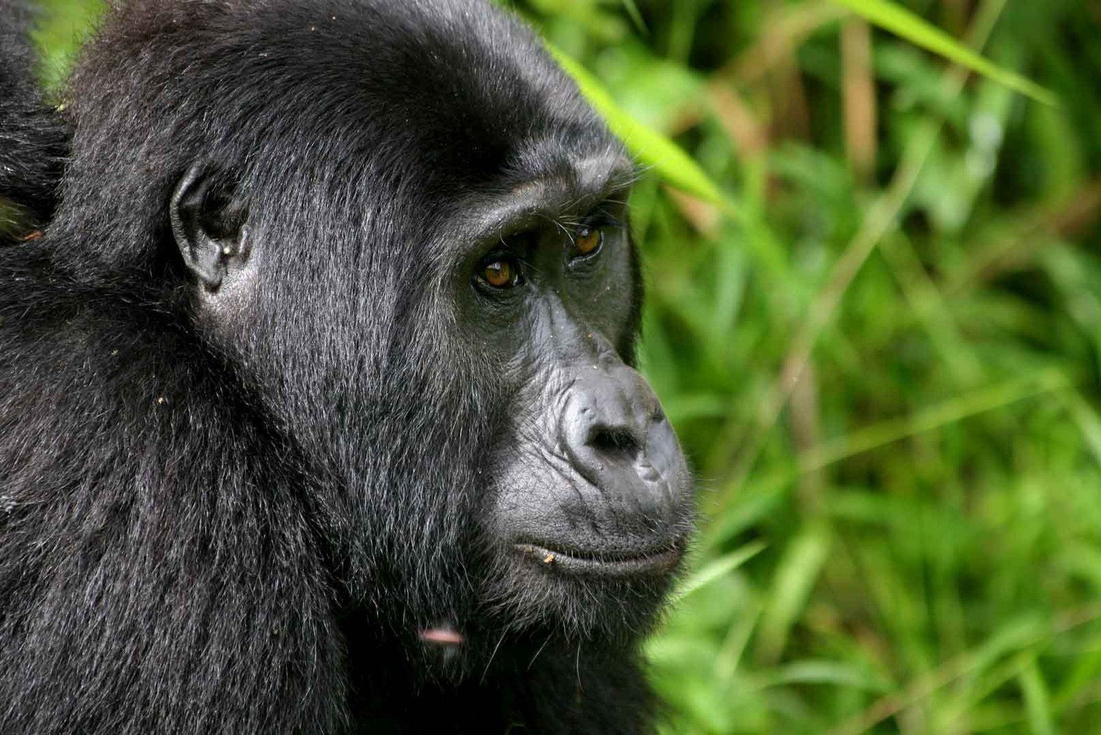 Why Gorilla Trekking Should Be on Your Bucket List