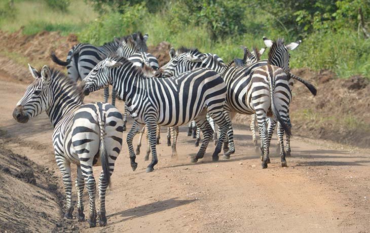 Safari Photography in Uganda National Parks