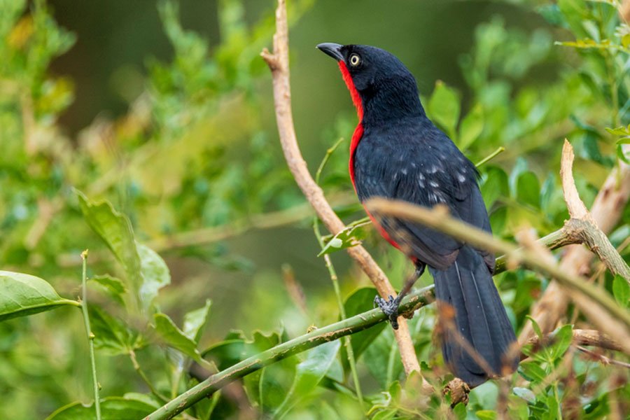 Rare Birds to See in Bwindi Forest