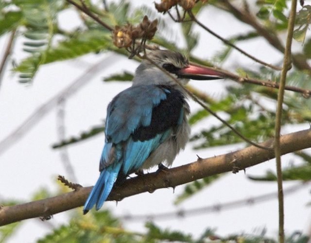 Birding Tours in Rwanda