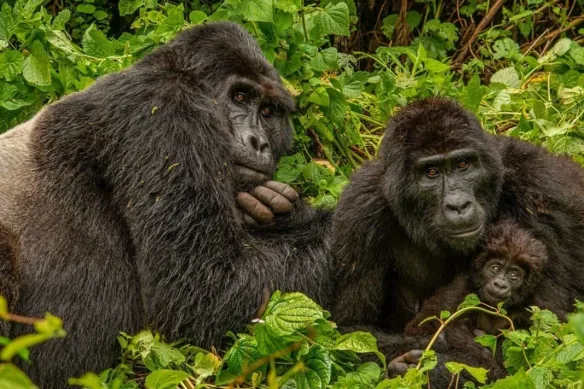 How Gorilla Trekking Inspires Conservation