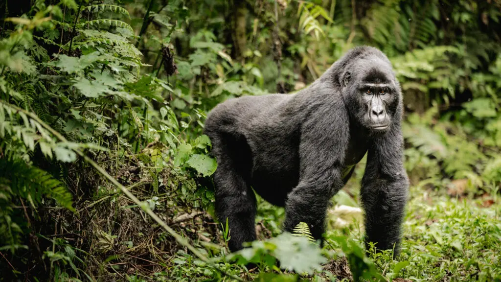 New Year Gorilla Trekking Deals