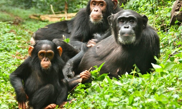 Chimpanzee Trekking in Kibale Forest