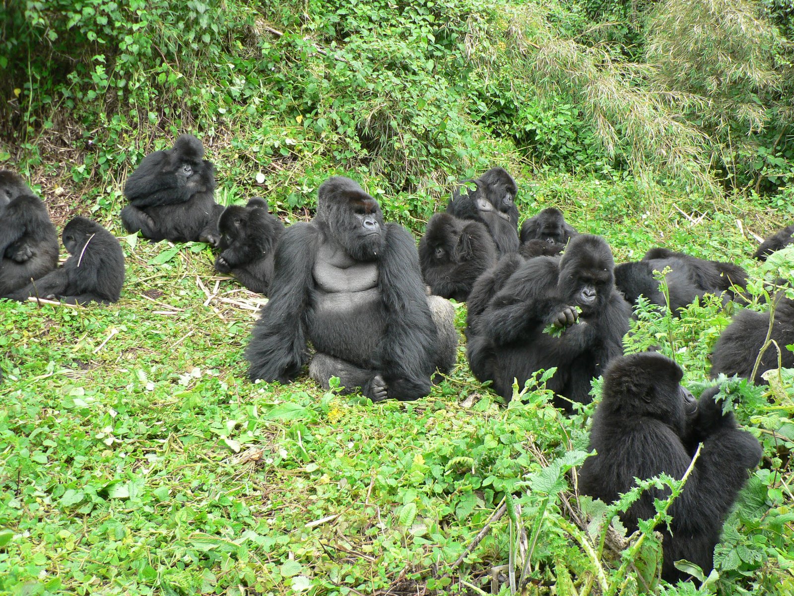 gorilla trekking safety tips for beginners