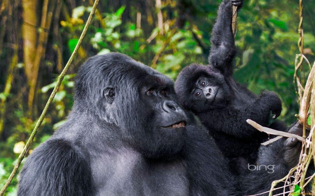 Family-Friendly Gorilla Trekking Safaris