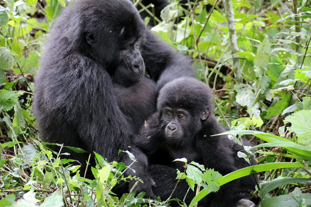 Gorilla Trekking Rules Every Tourist Should Know