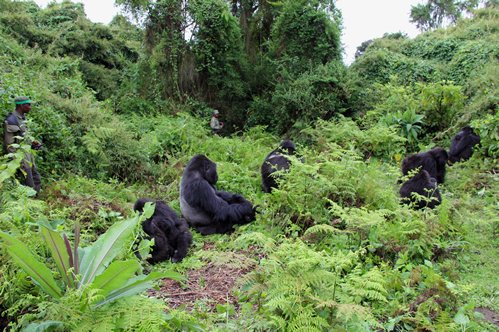Ethical Tourism and Gorilla Trekking