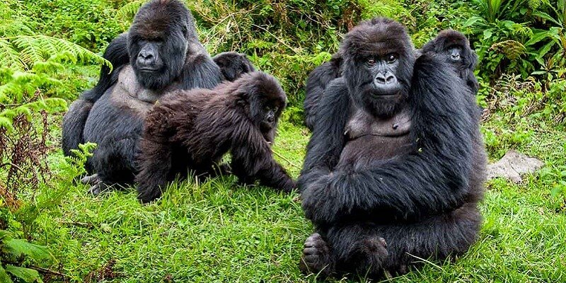 Best Time to See Gorillas in Uganda
