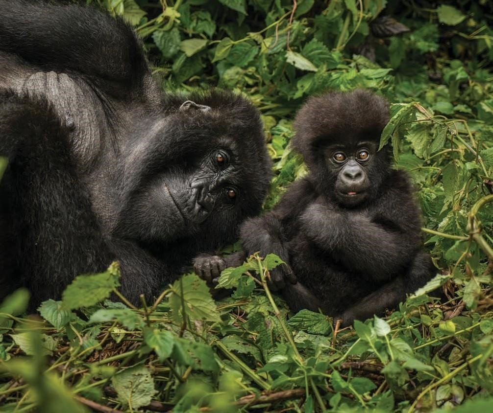 Gorilla Trekking for Nature Lovers