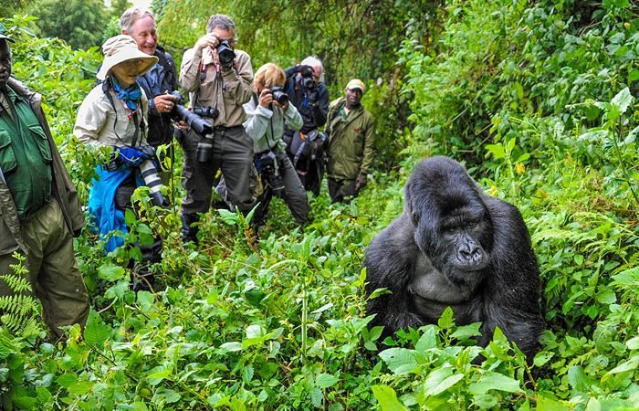 Gorilla Trekking and Wildlife Safari Combo Tours
