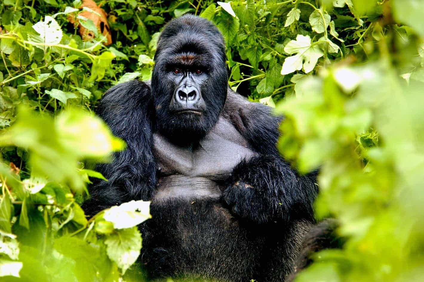Mid-Range Gorilla Trekking Packages in East Africa