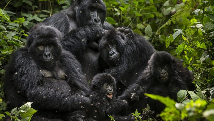 Gorilla Trekking Photography Tips