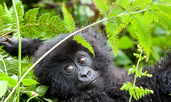 How Gorilla Trekking Helps Gorilla Conservation