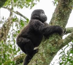 Gorilla Trekking Insurance Guide
