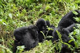 What Happens If You Dont Find Gorillas?