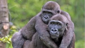 The Science Behind Gorilla Behaviour