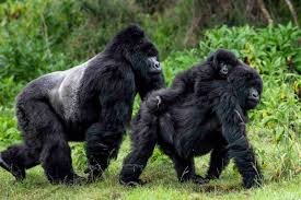 Gorilla Trekking Adventure Stories